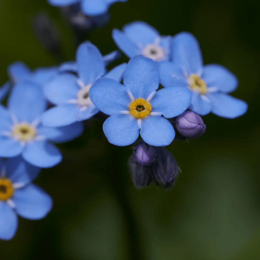 Forget Me Not- Indigo Compacta