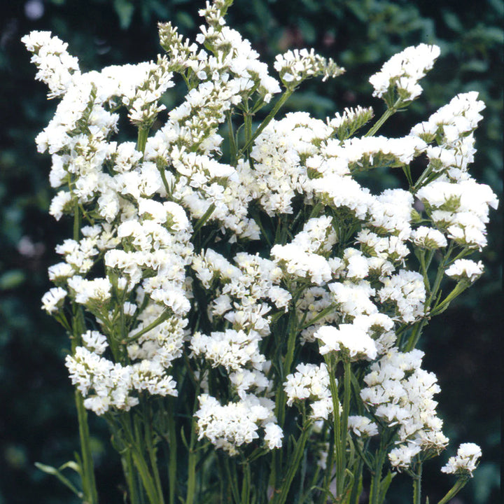 Heirloom Non-GMO Limonium Sinuatum Iceberg Flower Seeds for Planting – White Everlasting Blooms