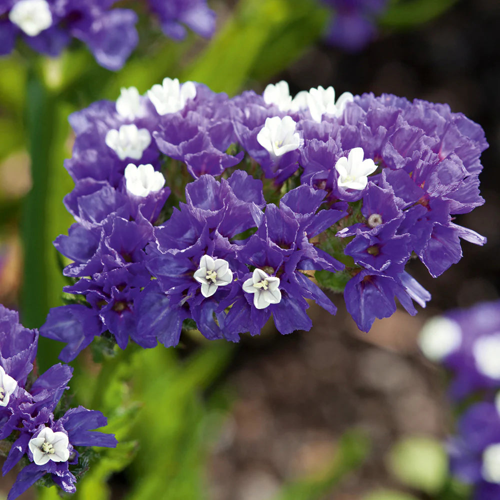 Statice- Midnight Blue