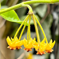 Hoya Carnosa Flower Seeds – Heirloom Non-GMO Seeds for Garden Planting