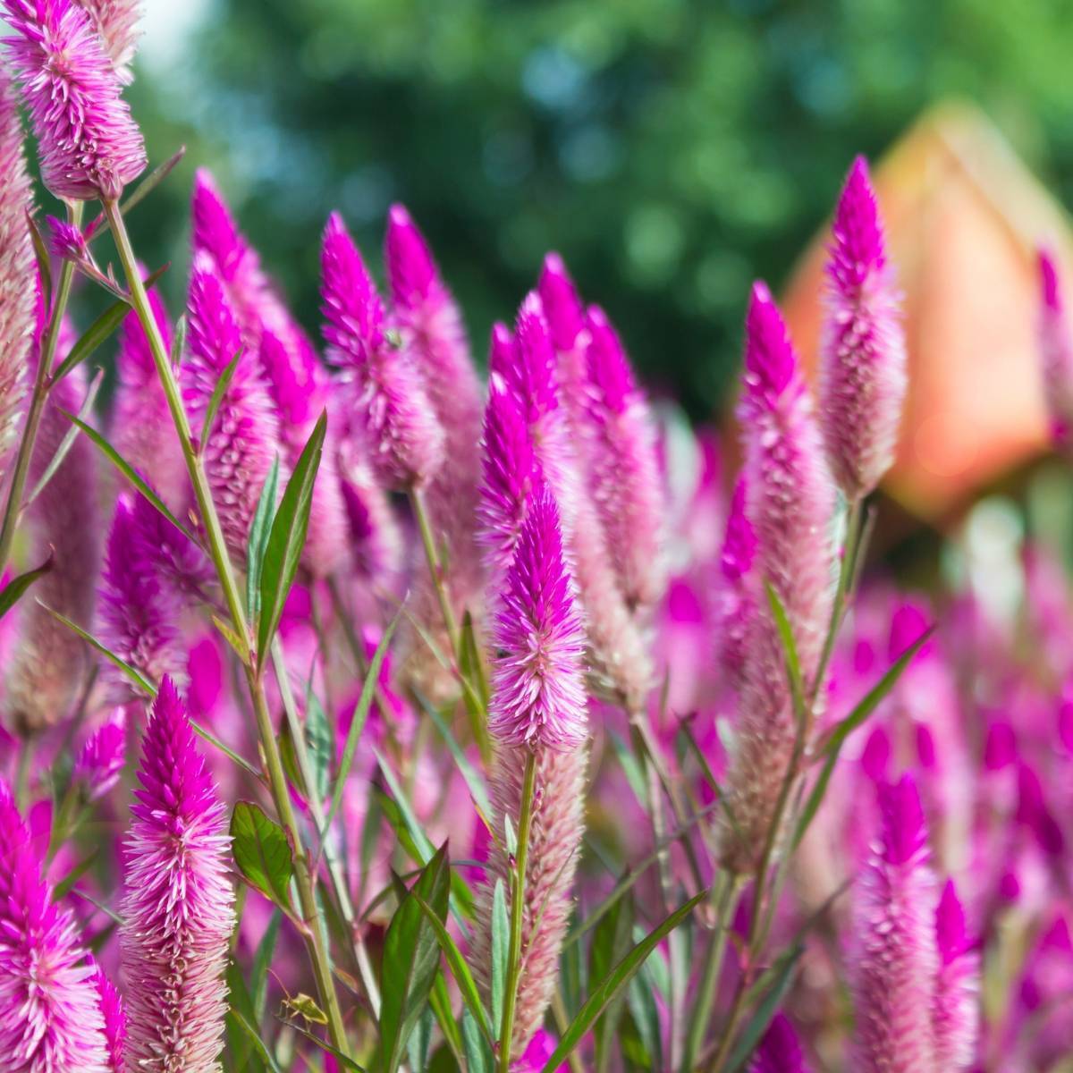 Celosia- Flamingo Feather