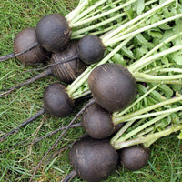 Radish- Black Spanish Round