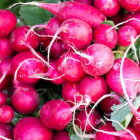 Pink Celebration – Radish Seed
