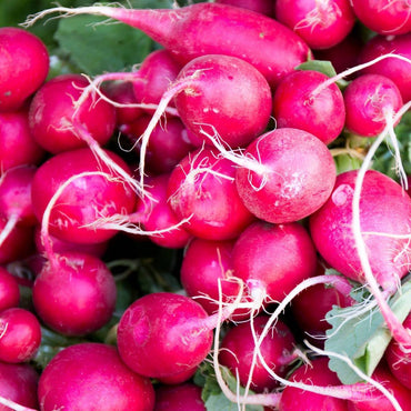 Pink Celebration – Radish Seed