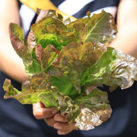 Lettuce- Mignonette Brown