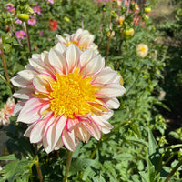 Polka Dahlia