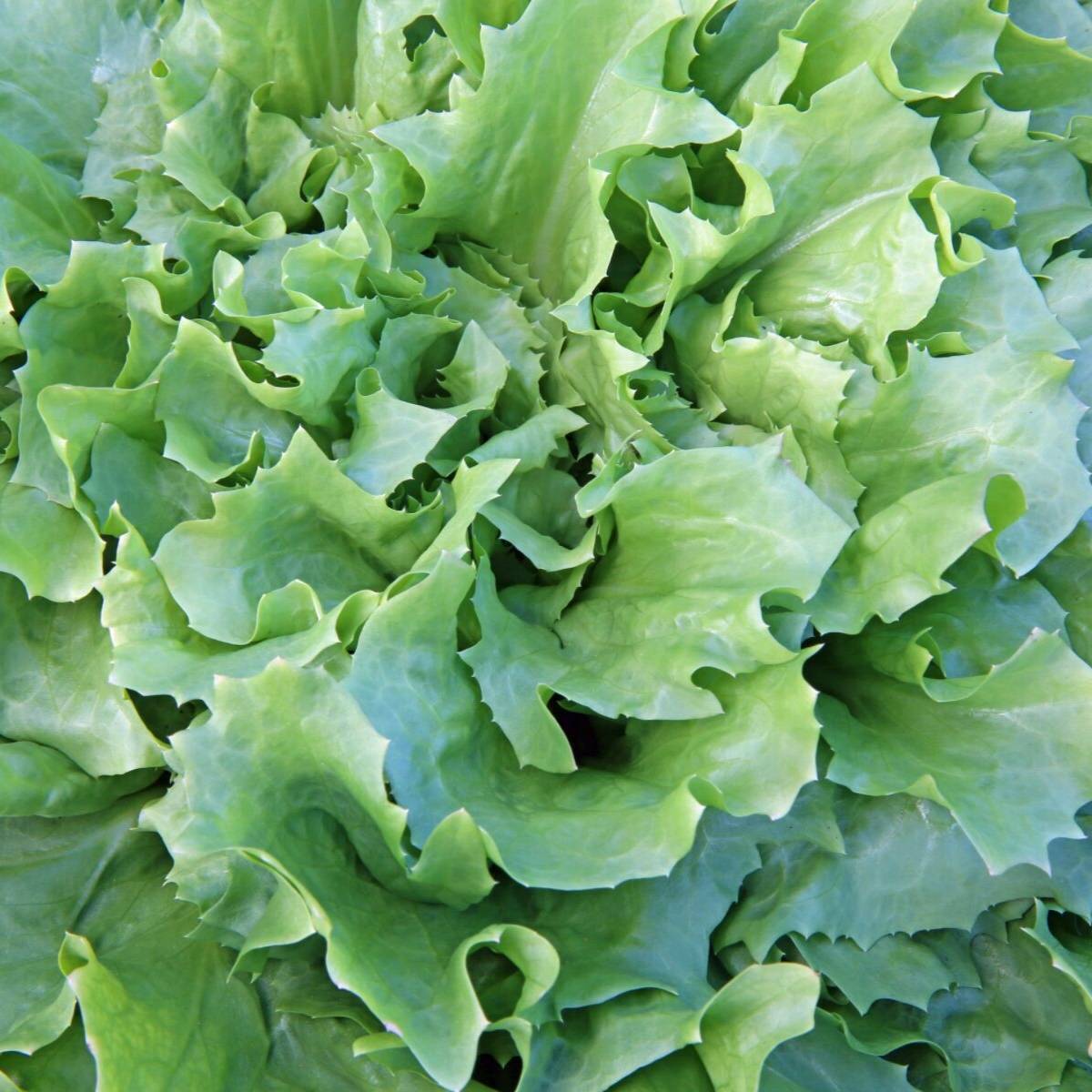 Endive- Batavian Broadleaf