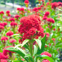 Celosia- Cockscomb Red