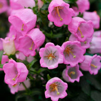 Canterbury Bells- Rose Pink