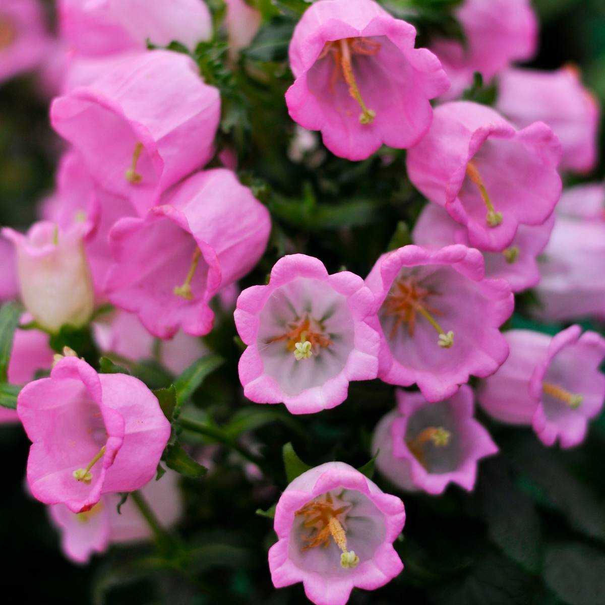 Canterbury Bells- Rose Pink