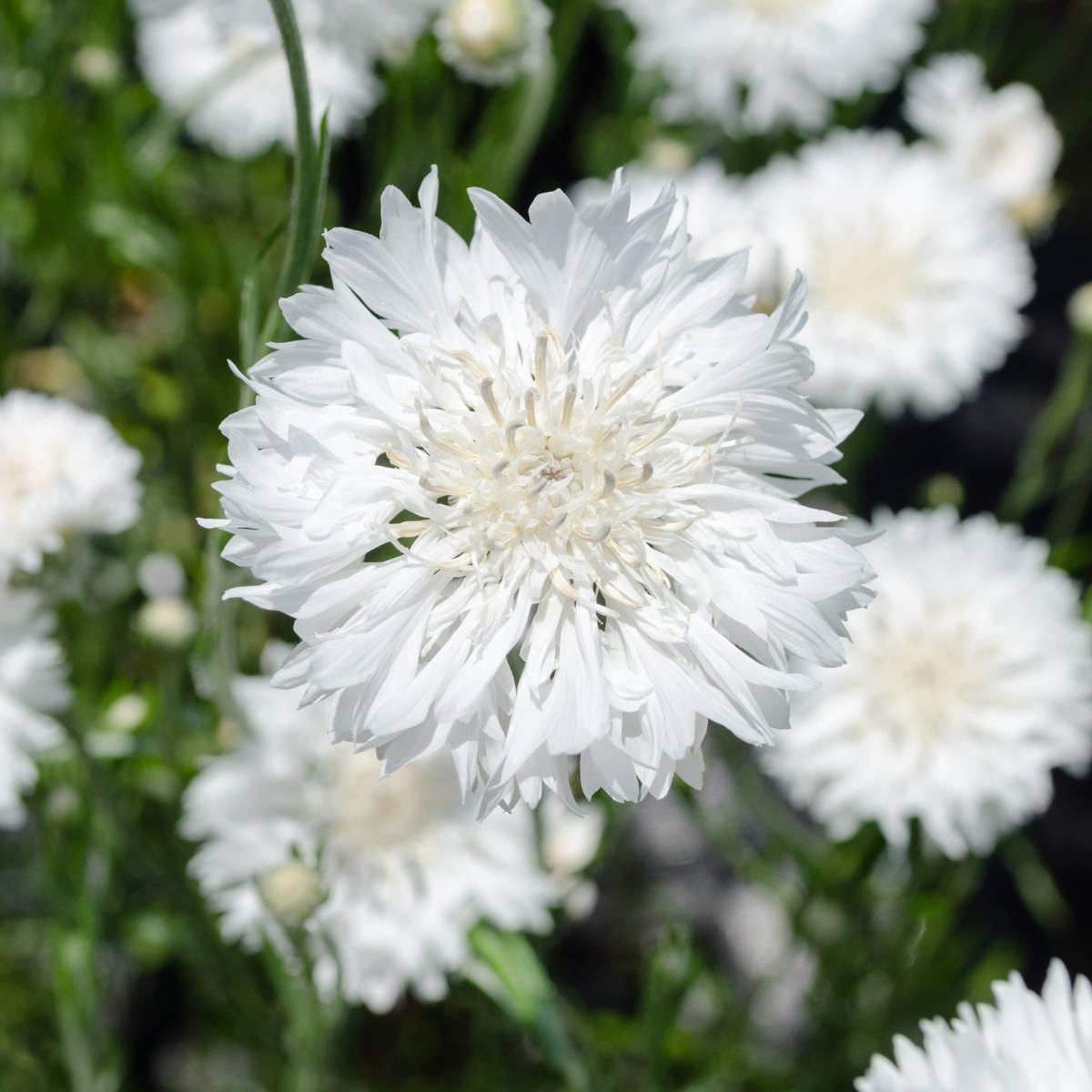 Cornflower- White Ball