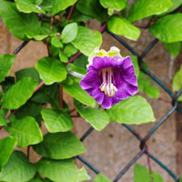 Cathedral Bells- Violet