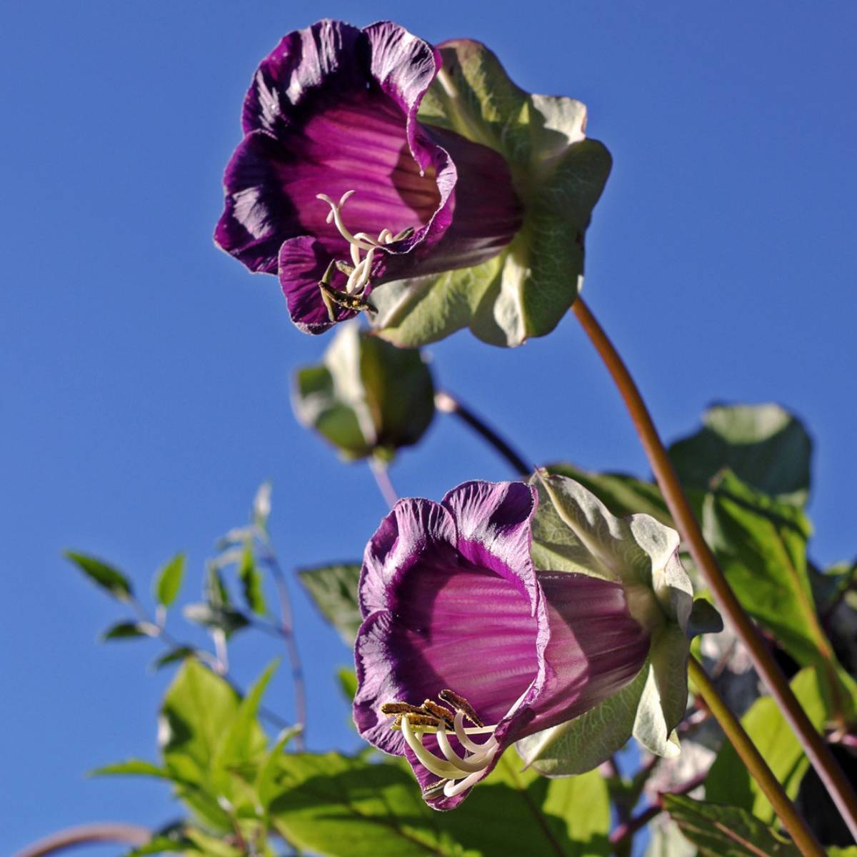 Cathedral Bells- Violet