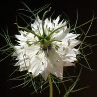 Nigella- Miss Jekyll White