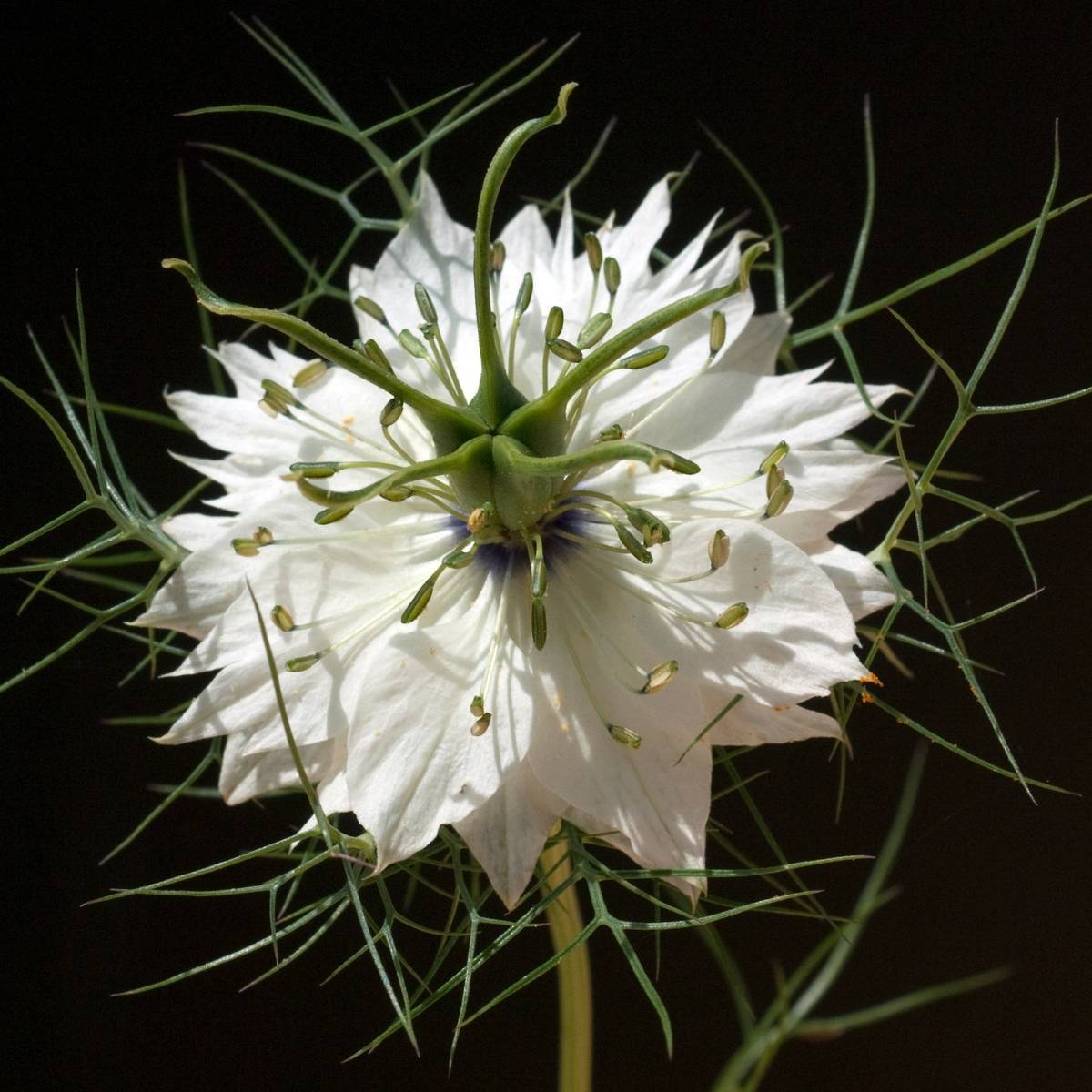 Nigella- Miss Jekyll White