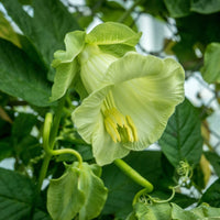 Cathedral Bells- White