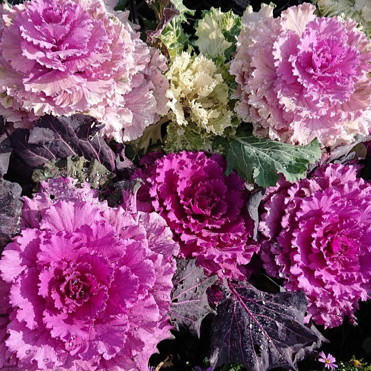 Ornamental Kale- Fringed Mix