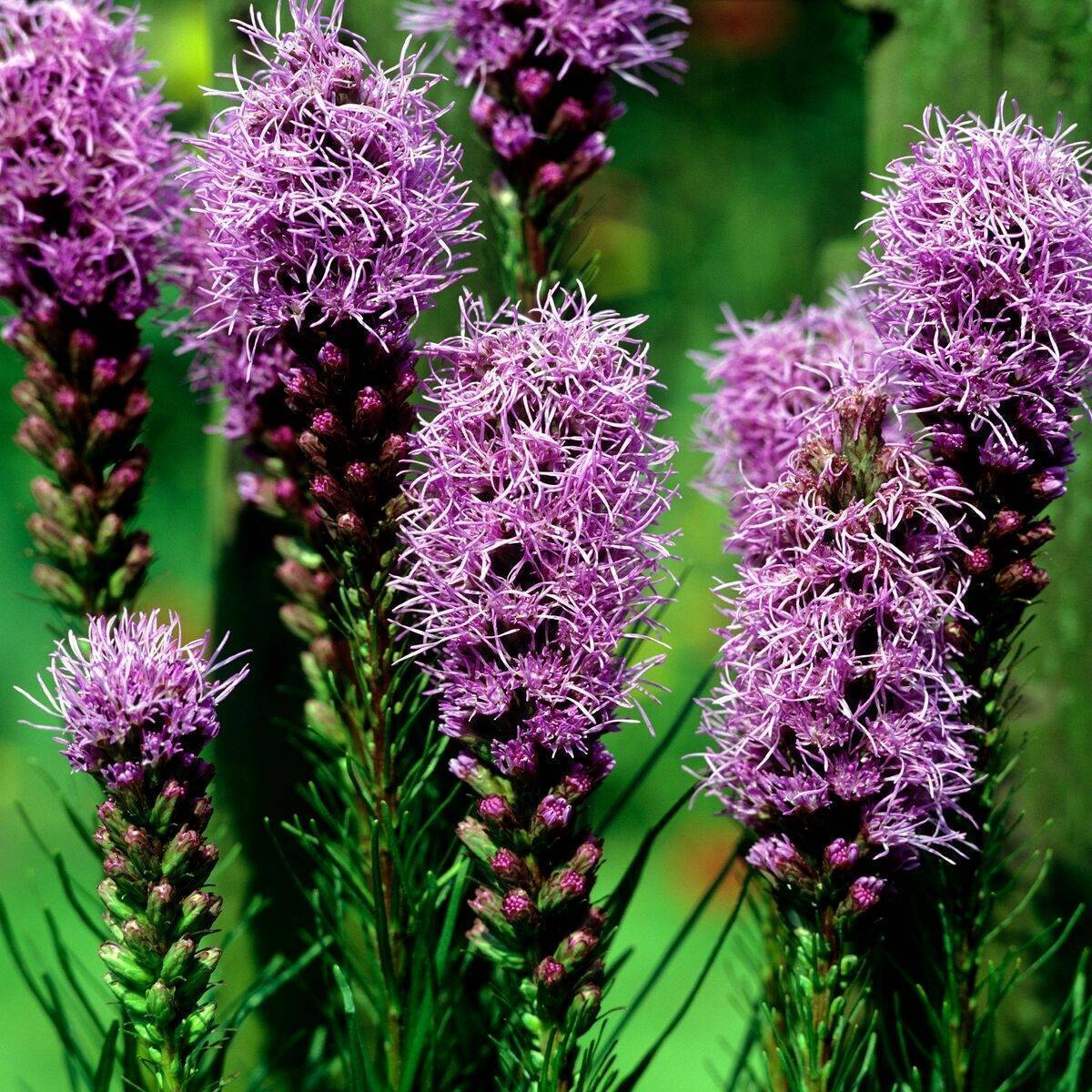 Dense Blazing Star