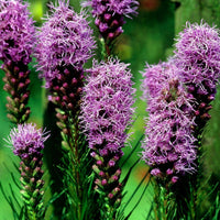 Dense Blazing Star