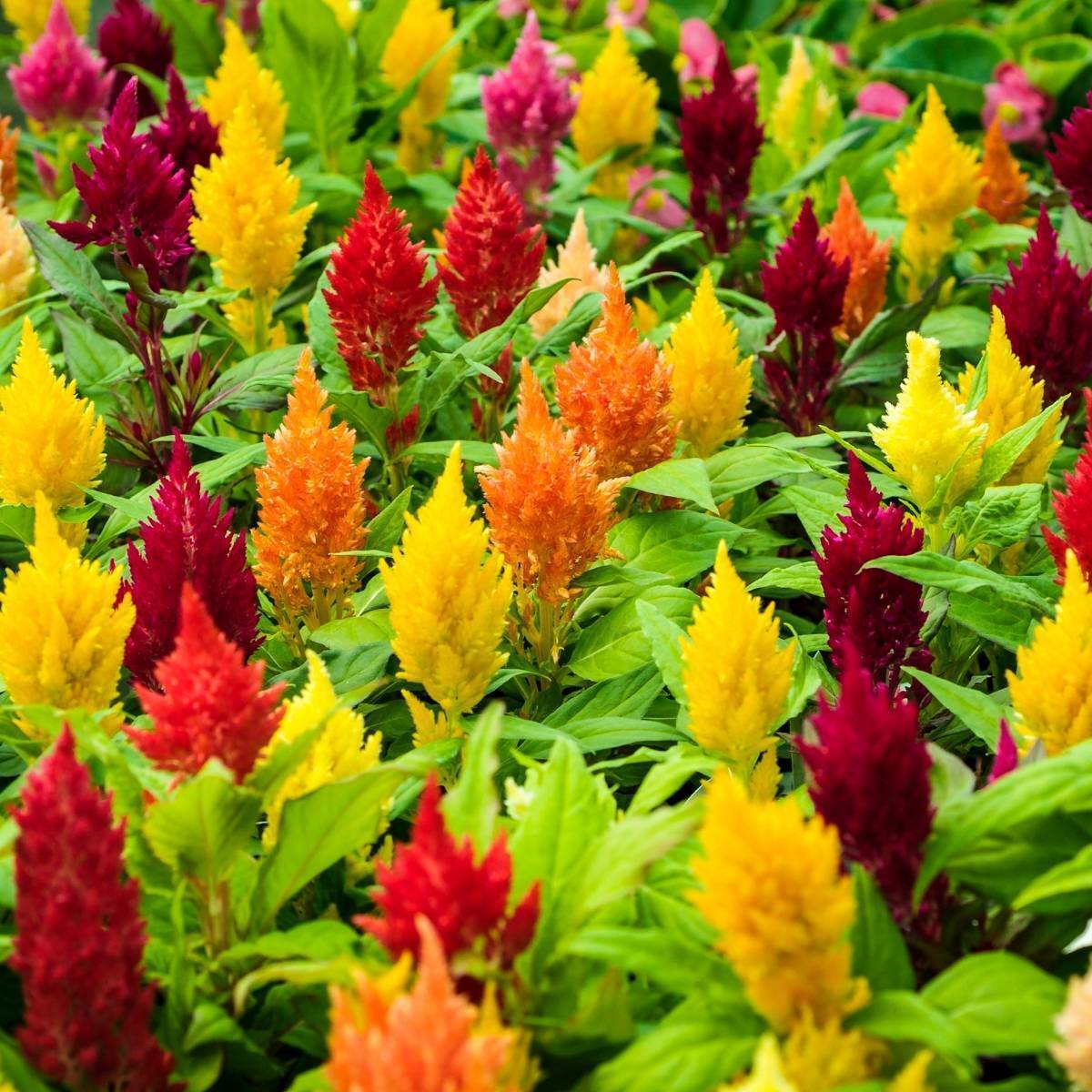 Celosia- Lilliput Kewpie Mix