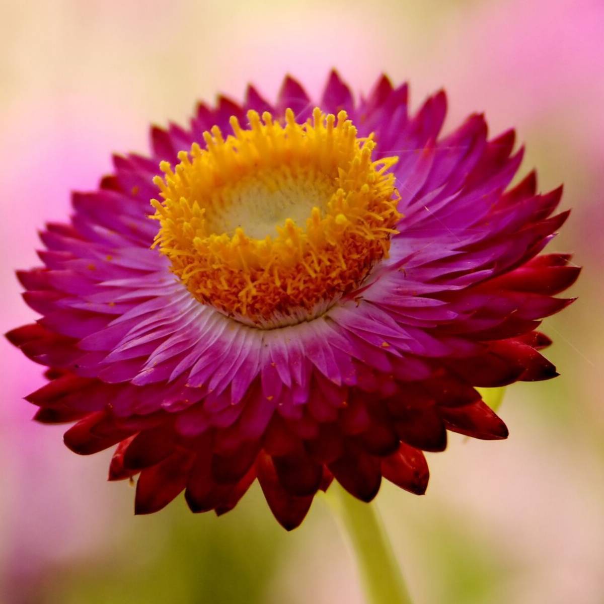 Everlasting Daisy- Pink