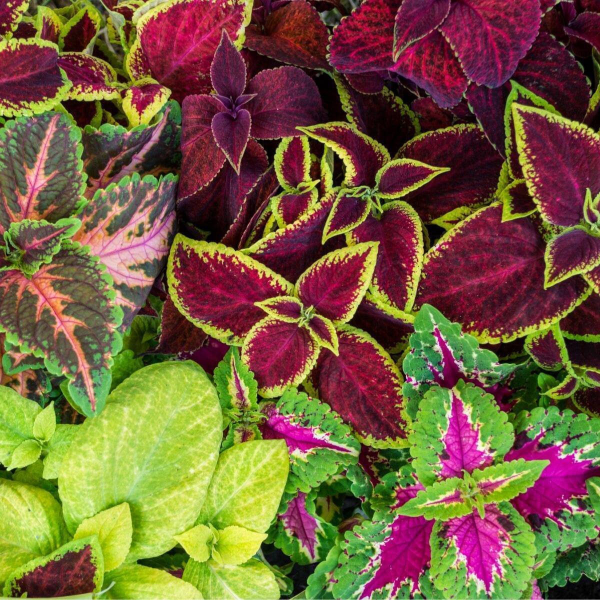 Coleus- Mixed Rainbow