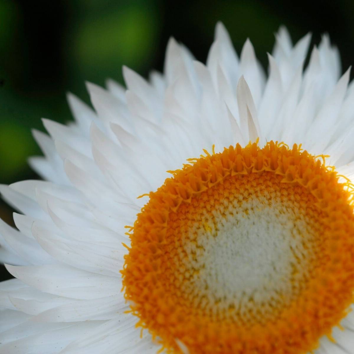 Everlasting Daisy- White
