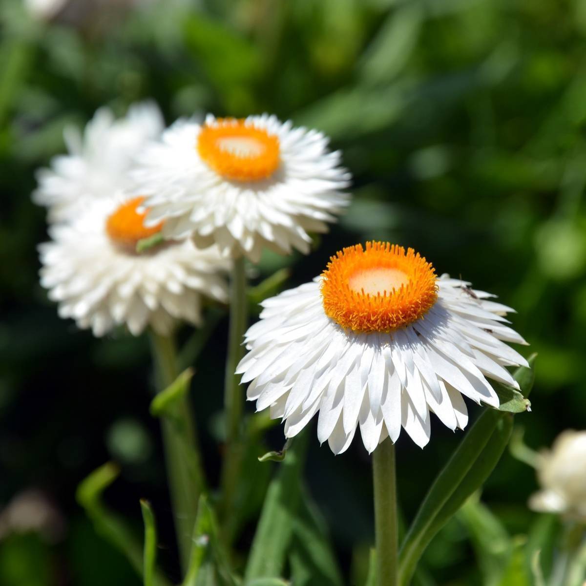 Everlasting Daisy- White