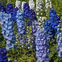 Delphinium- Pacific Giants Mix