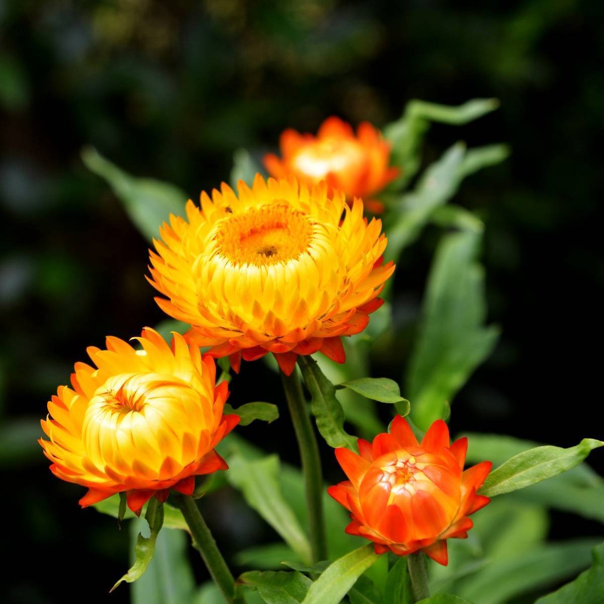 Everlasting Daisy- Orange
