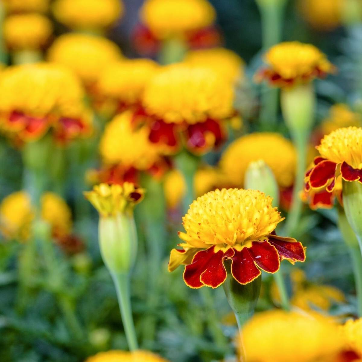 Marigold, French- Tiger Eyes