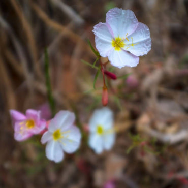 Evening Primrose- Innocence