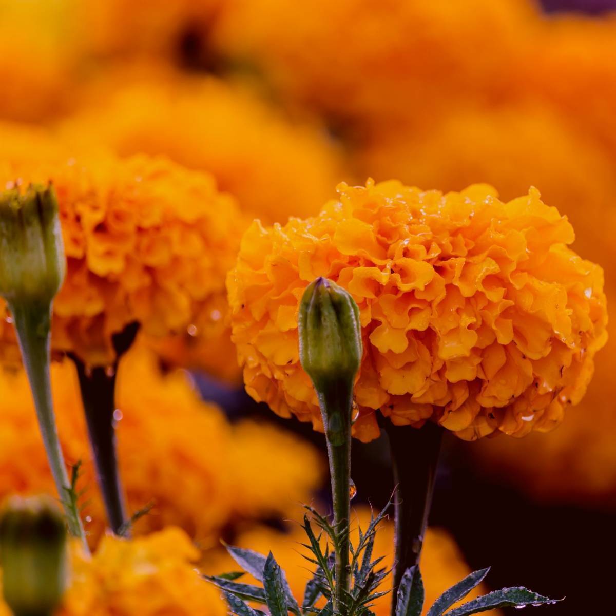 Marigold, African- Hawaii