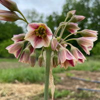 Sicilian Honey Lily Seeds