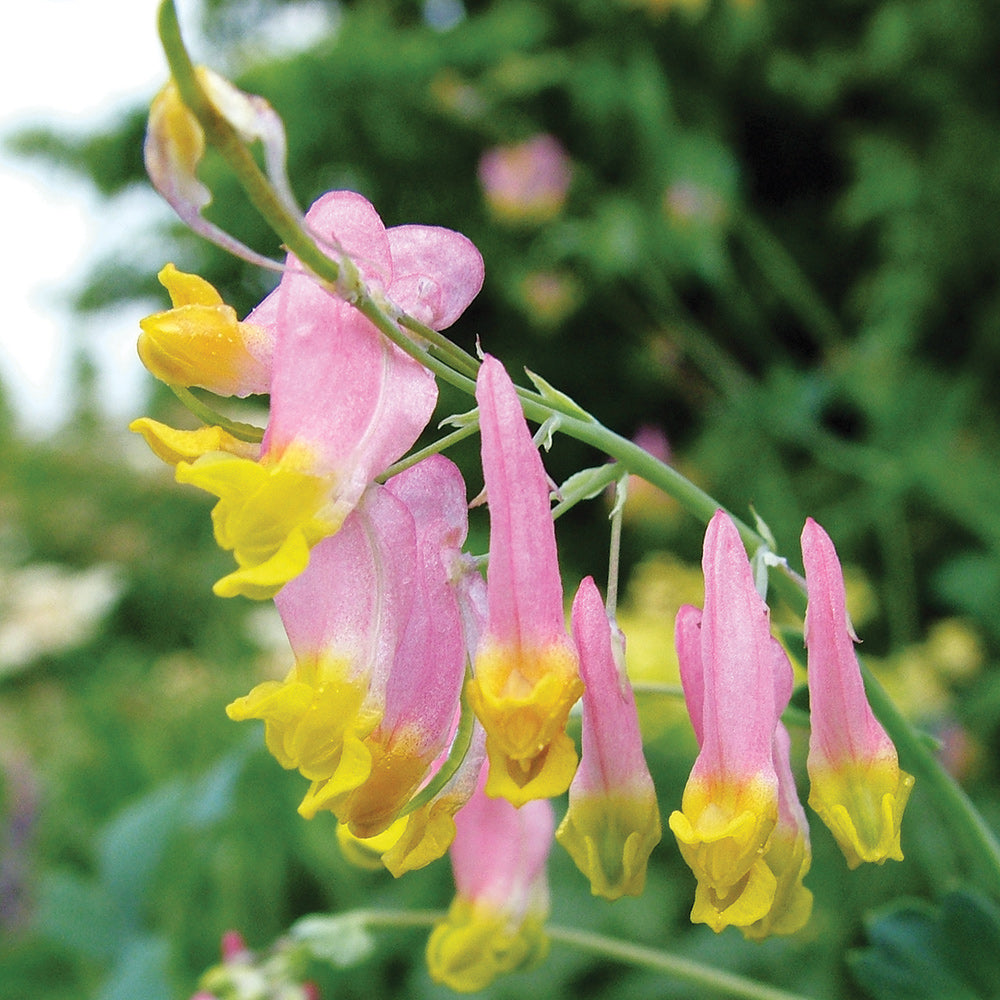 Heirloom Non-GMO Pink Rock Harlequin Flower Seeds for Woodland Wildflower Garden Plantin for planting in home garden