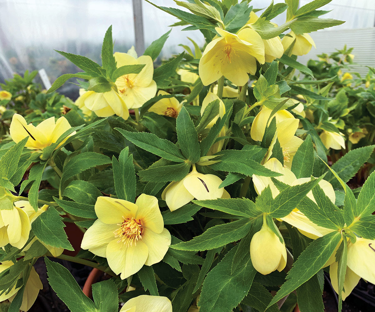 California Dreaming Hellebore