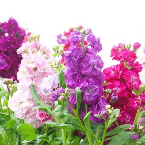 Stock- Dwarf 10-week Mix