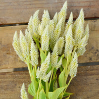 Celway? White – Celosia Seed