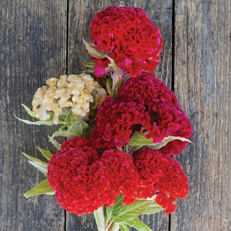 Chief Carmine – Celosia Seed