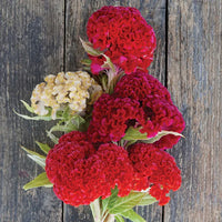 Chief Fire – Celosia Seed
