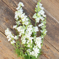 Galilee White – Organic Larkspur Seed