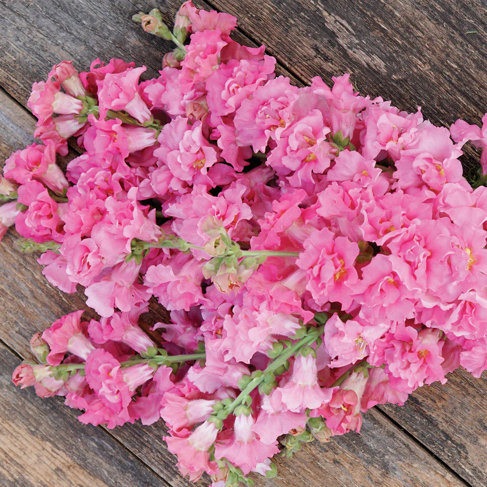 Madame Butterfly Rose – Snapdragon Seed