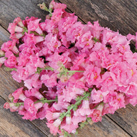 Madame Butterfly Rose – Snapdragon Seed