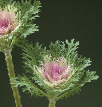 Crane Feather King White – Kale Seed
