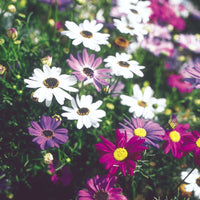 Mixed (Mixed scientific name) for planting in garden