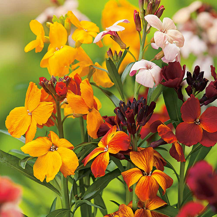 Heirloom Wallflower Cheiranthus Cheiri Flower Seeds, Non-GMO Fragrant Blooms for Planting