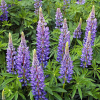Perennial Lupine – Flower Seed