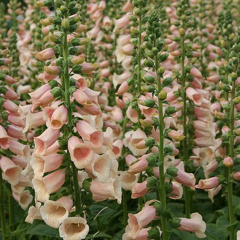 Dalmatian Peach Foxglove
