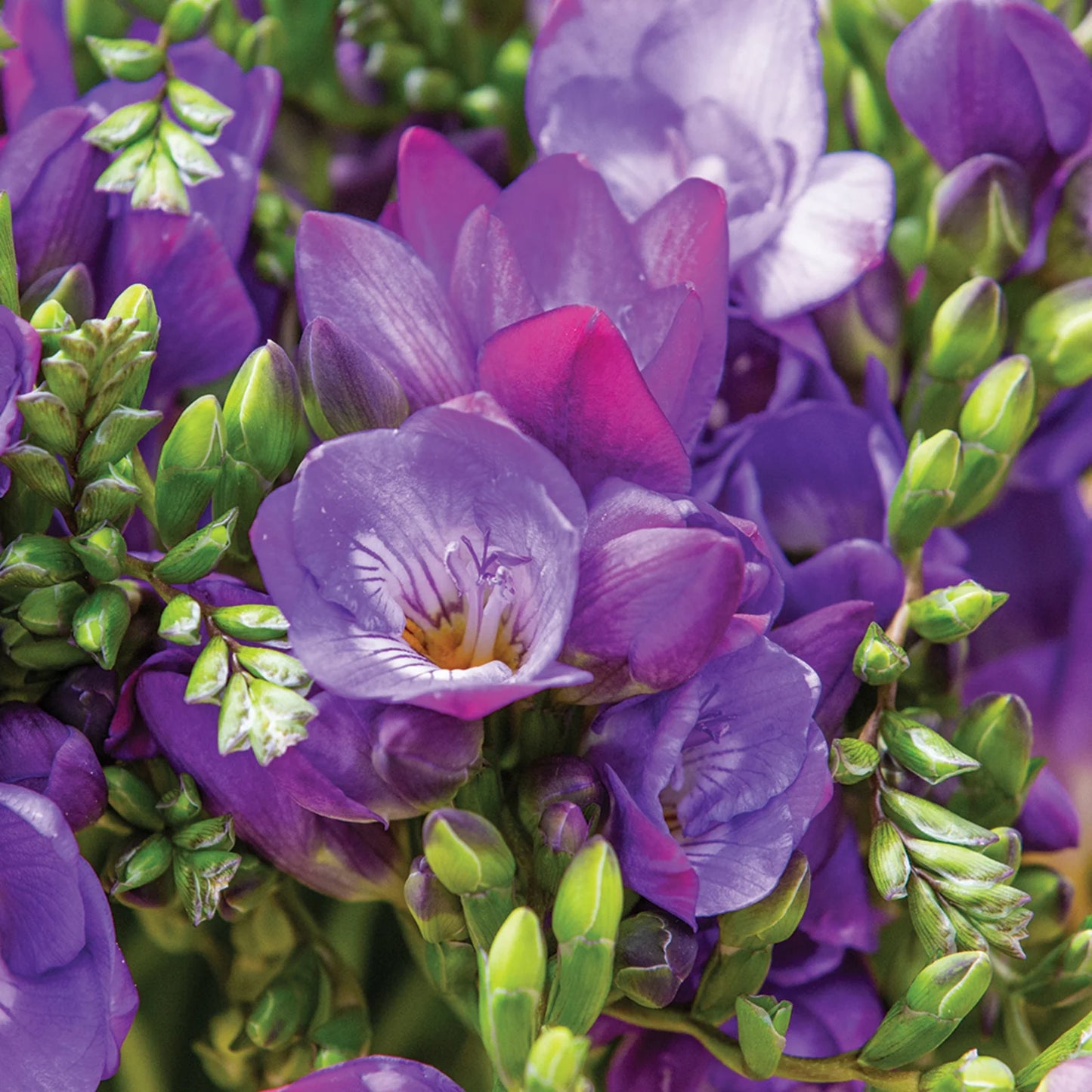 Double Blue Freesia