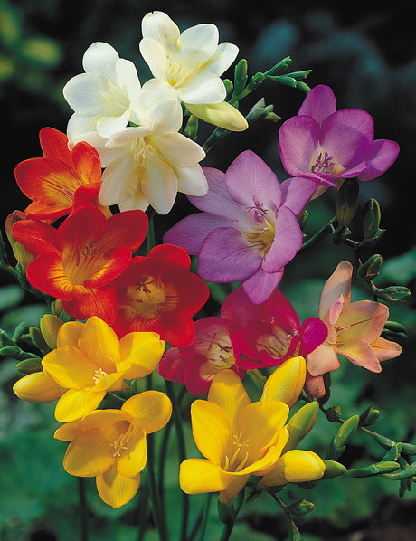 Freesia- Massing (Hadeco) Mixed